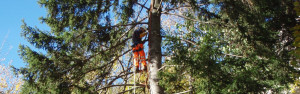 Potatura_tree-climbing_Ponte_di_Legno