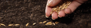 Sowing-1