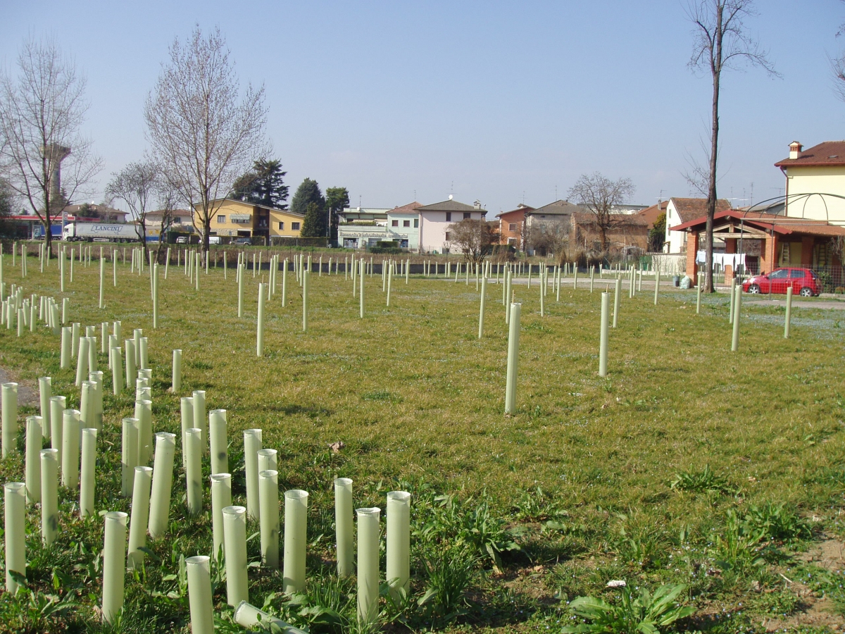 3 Riforestazione area Lograto  