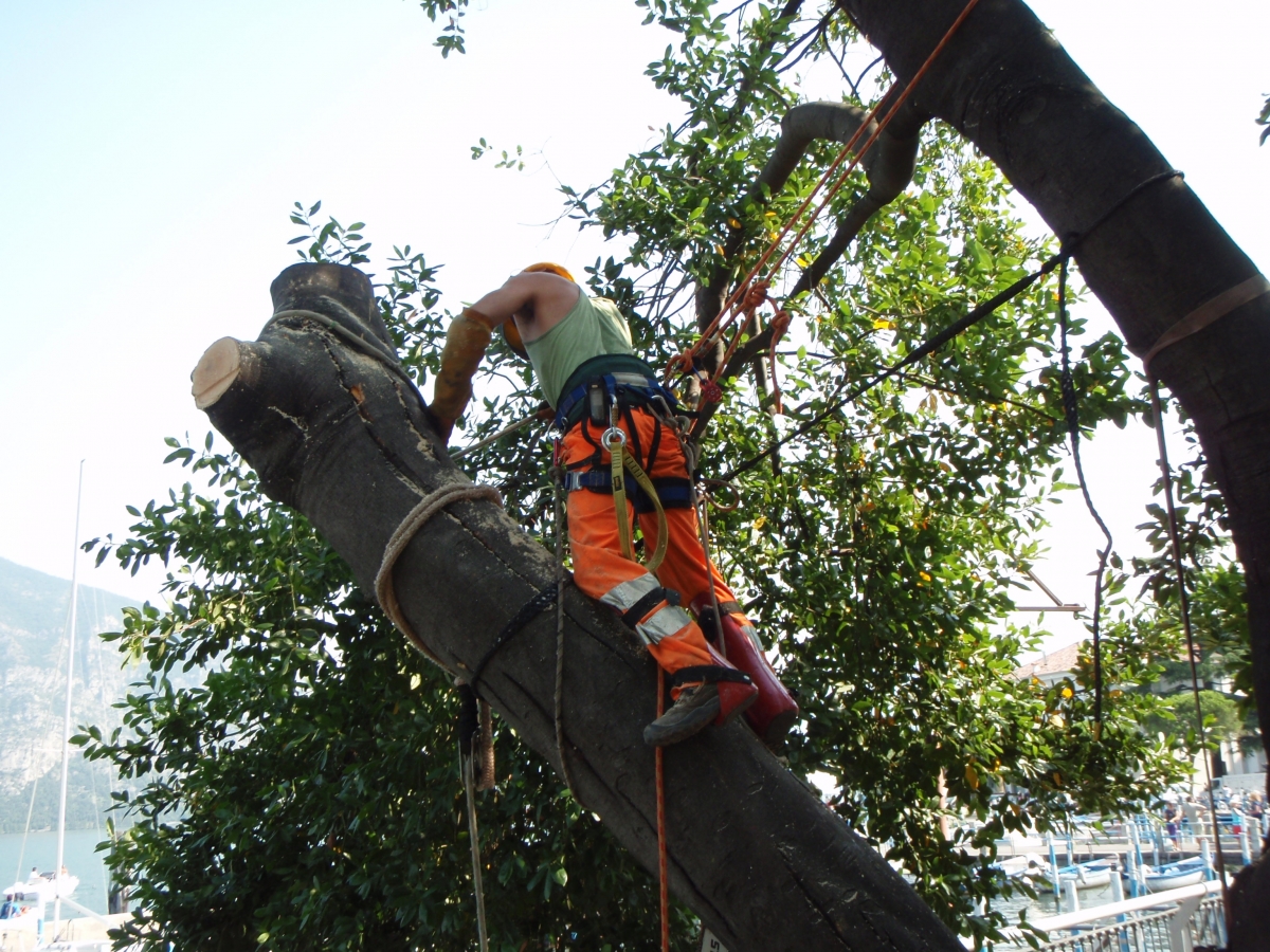 Abbattimento controllato in tree-climbing   