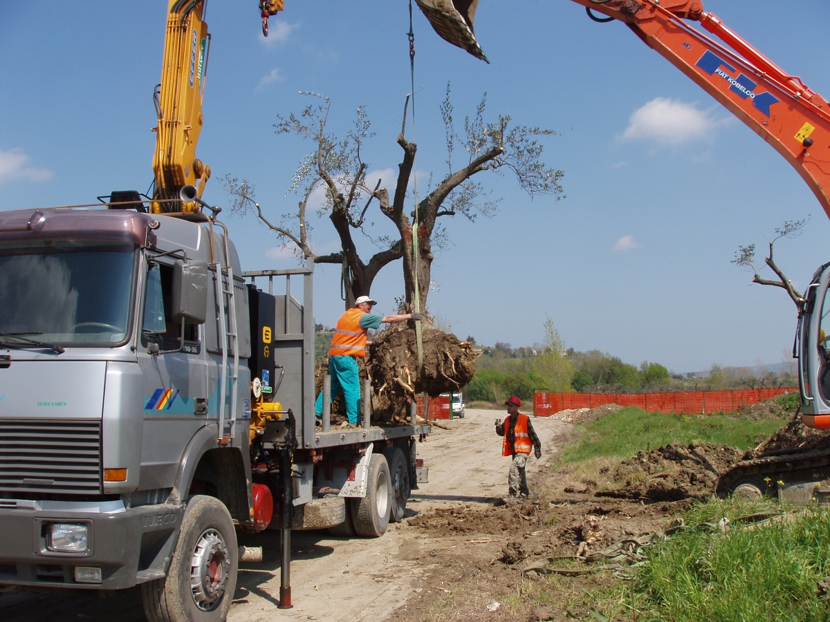 Piantumazione ulivi - Gissi (CH)        
