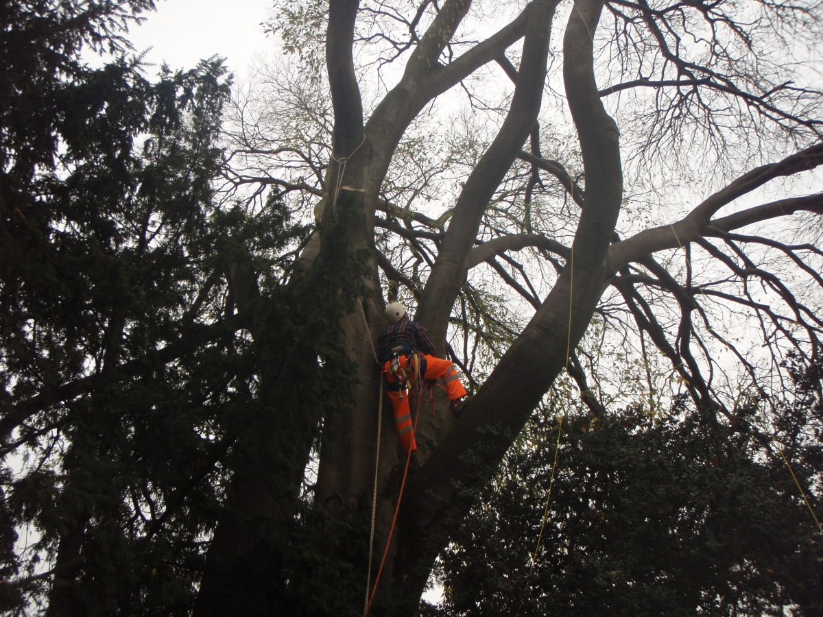 Potatura Celtis Prefettura - Brescia        