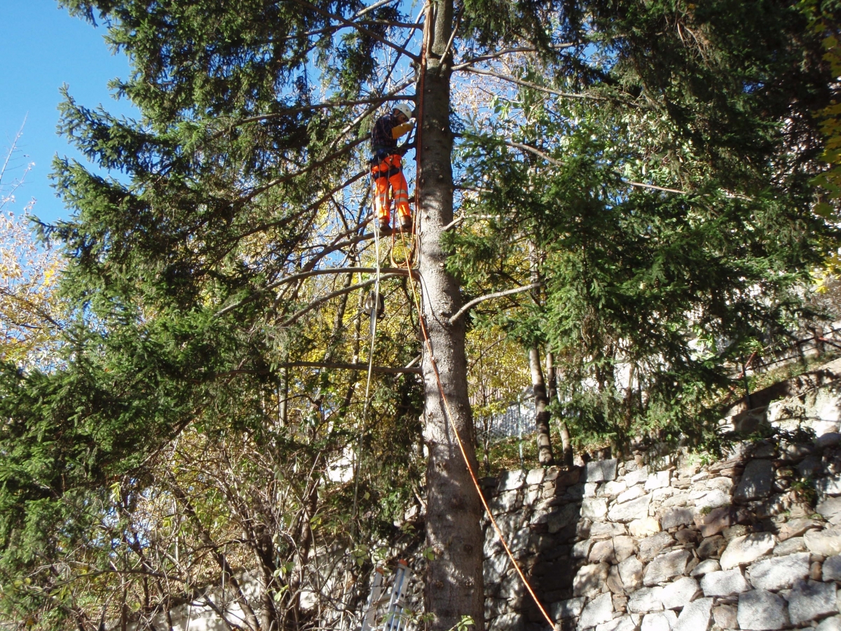 Potatura tree-climbing Ponte di Legno        